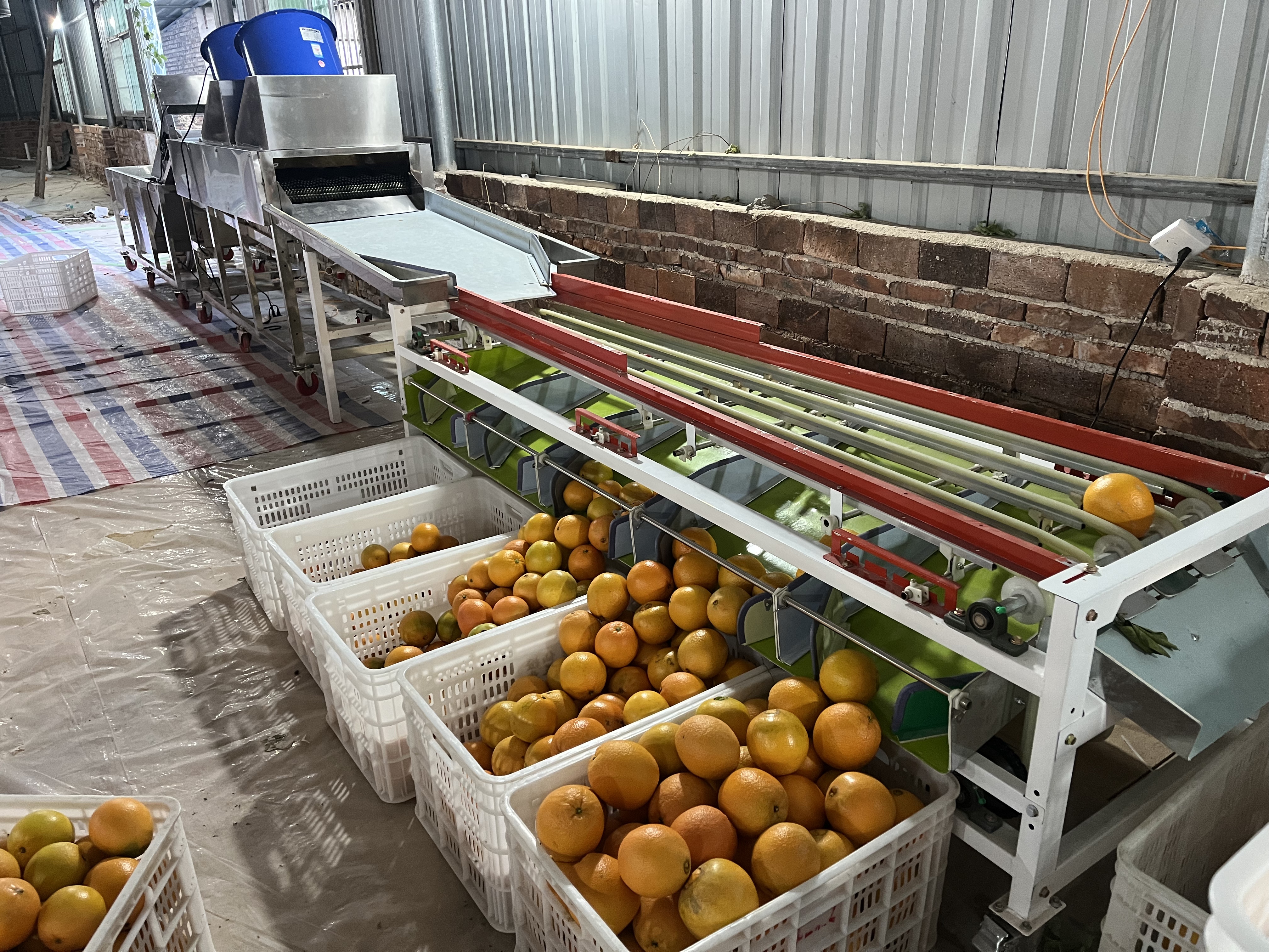 Belt-Type Intelligent Fruit and Vegetable Sorter | High Precision Sorting Equipment
