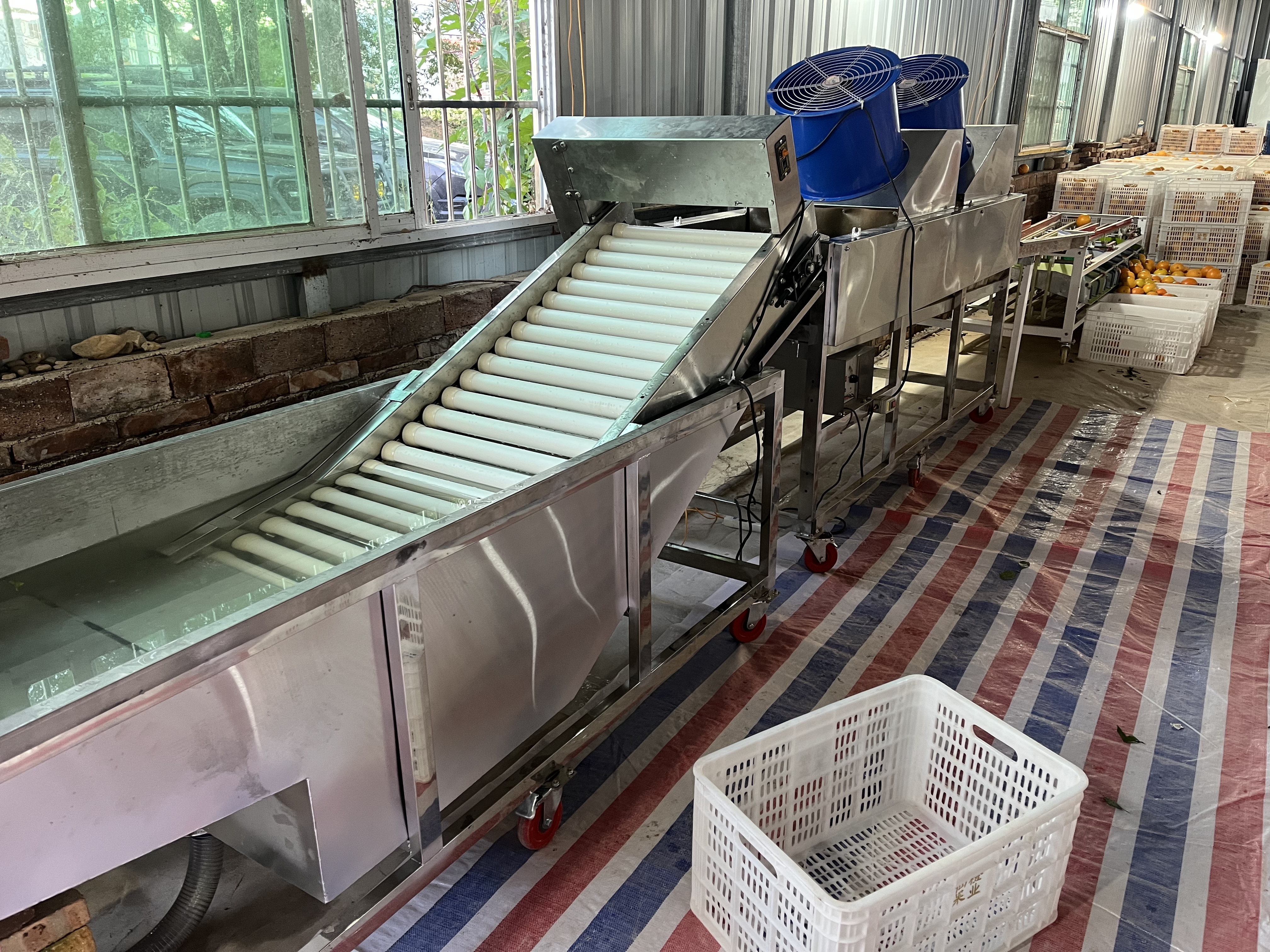 Belt-Type Intelligent Fruit and Vegetable Sorter | High Precision Sorting Equipment